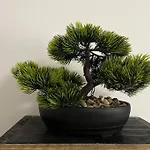 Totem * ليون